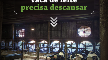 vaca_descanso